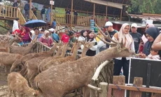 Buper Ranca Upas menjadi Salah Satu Favorit saat Liburan Nataru 2025/2026