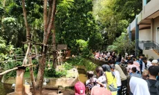 Donasi Mengalir Deras Saat Bandung Zoo Dibuka Gratis, Puluhan Juta Rupiah Disiapkan untuk Selamatkan Ratusan Satwa