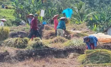 Januari Nanti, Bobibos Poduksi di Lembur Pakuan Subang