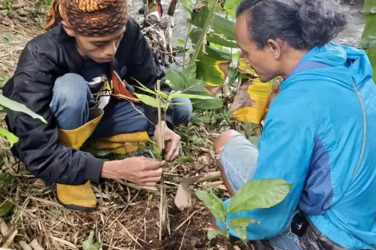 Pemuda Cigombong Hijaukan Dua Gunung dengan Menanam Pohon Bambu