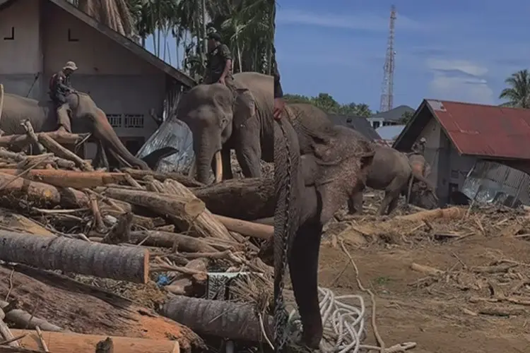 Viral Gajah Bantu Evakuasi Kayu di Pidie Jaya, BKSDA: Sudah Survei Lapangan