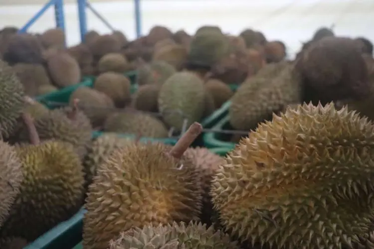 Perdana, Pengusaha Citeureup Ekspor Durian Beku Ke Tiongkok 