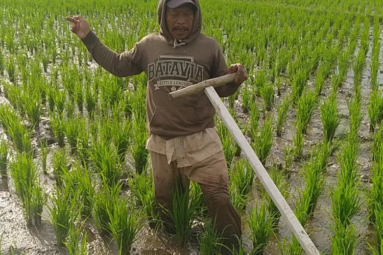 PM-AAS Bikin Produktivitas Padi Indramayu Melonjak, Tembus 10,45 Ton per Hektare