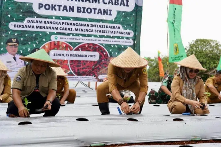 Kendalikan Harga, Pemkab Bogor Ajak Poktan Tanam Bersama Cabai