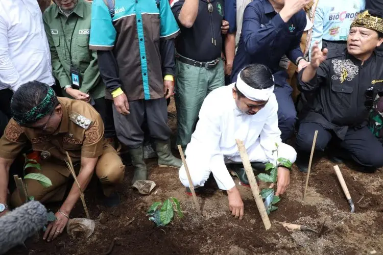 Dedi Mulyadi Pimpin Penanaman Teh di Lahan PTPN I Pangalengan 