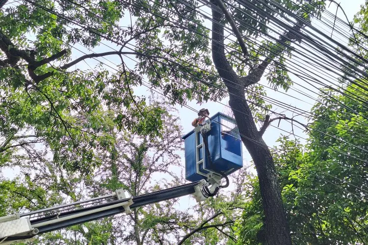 DPKP Kota Bandung Antisipasi Pohon Tumbang Saat Cuaca Ekstrem