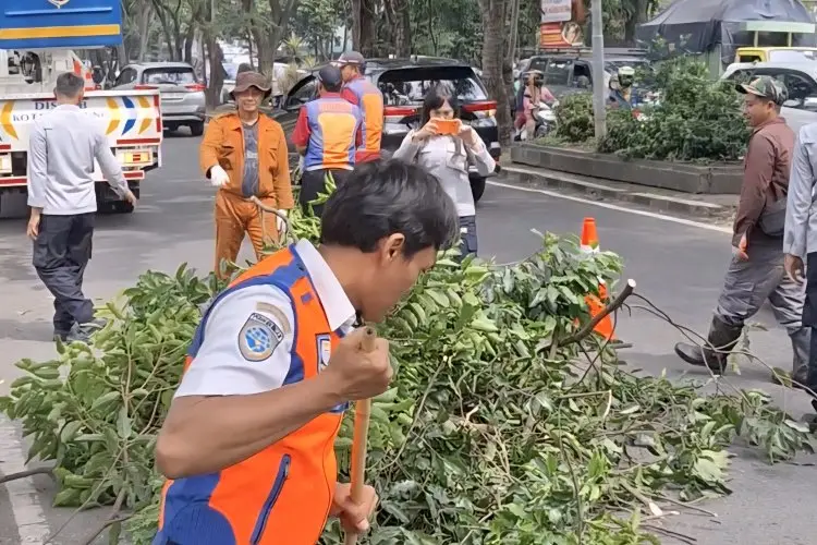 Pemkot Bandung Ternyata Kewalahan Tangani Ratusan Pohon,  Penyebabnya Keterbatasan SDM