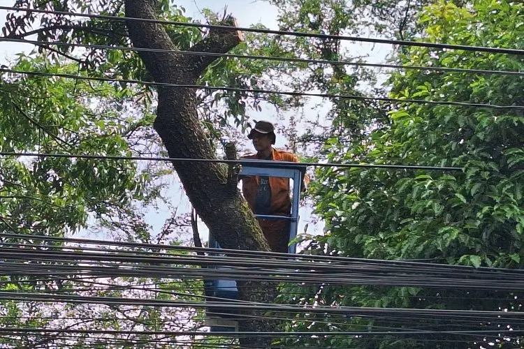 Angin Kencang Melanda Bandung, Warga Diimbau Waspada Pohon Tumbang
