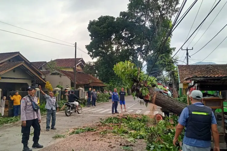 Sebuah Pohon Tiba-tiba Tumbang Timpa Pengendara Motor di Cililin
