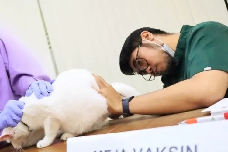 Cimahi Menuju Bebas Rabies: Program Vaksinasi Hewan Gratis ‘SiTerang’ Rampung