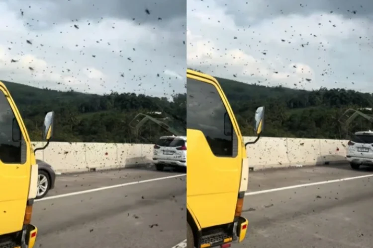 Viral Kawanan Tawon Serbu Tol Cipularang di Jembatan Cisomang, Pengendara Pilih Menepi demi Keselamatan