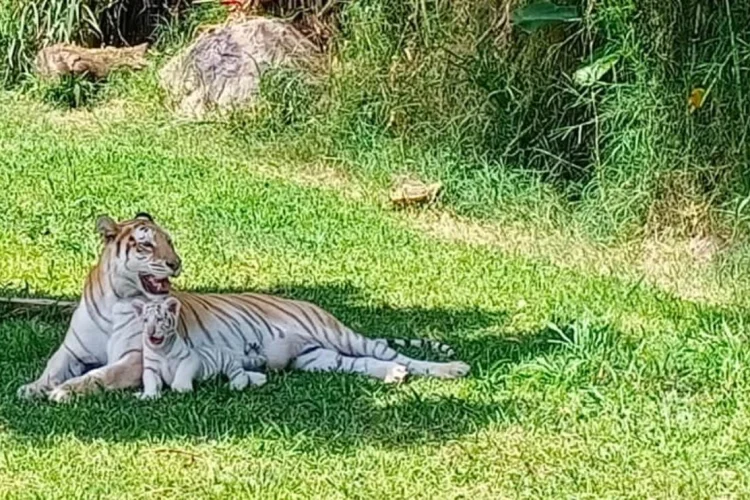 Kejutan Istimewa di Momen Nataru, Dua Bayi Harimau Berbulu Emas Lahir di LPZ