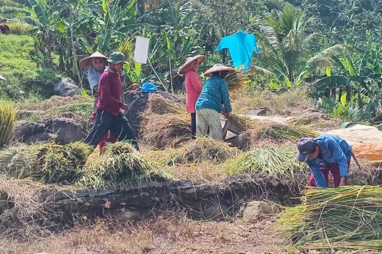 Januari Nanti, Bobibos Poduksi di Lembur Pakuan Subang