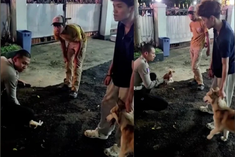 Viral Anjing Husky Serang Kucing Pedagang Kopi di Asia Afrika, Warganet Justru Salfok ke Hal Ini