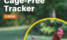 Asia Cage-Free Tracker 2025: Transparansi Perusahaan Jadi Tantangan Utama Transisi Telur Bebas Sangkar