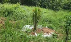 Bukan Produk Unggulan, Distan Cirebon Evaluasi Penanaman Sawit