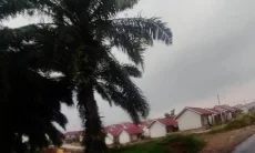Pemkab Bogor Siap Jalankan Larangan Tanam Pohon Kelapa Sawit di Jabar