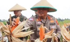 Panen Raya Jagung Serentak di Kabupaten Cirebon Hasilkan 3 Ton Jagung Pipil