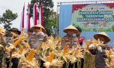 Polres Cimahi Hasilkan 20 Ton Jagung, Polda Jabar Sabet Peringkat 4 Nasional