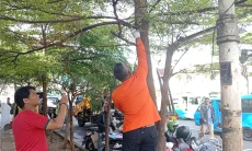 Pemkot Bogor Bersihkan Pohon dari Paku dan Tambang, Jalan Otista dan Djuanda Paling Semrawut