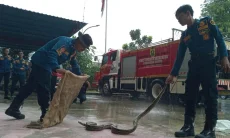 Musim Hujan Warga Banyak Temukan Ular, Damkar Kabupaten Bogor Berikan Tips Ini