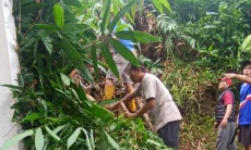 Longsor di Mulyaharja, Bocah Laki-laki Tertimbun Reruntuhan Rumpun Bambu
