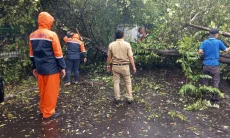 Pohon Kersen Tumbang Tutup Akses Jalan Malabar, Langsung Dievakuasi BPBD