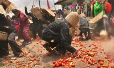 Menelisik Makna di Balik Perang Tomat Lembang, Dari Derita Petani Menjadi Sajian Kesenian yang Berjiwa