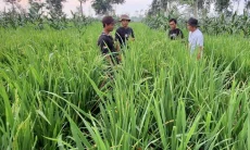 Perkuat Ketahanan Pangan, IPB University Pacu Padi Gogo yang Hasilkan 3,5-5 Ton GKP per Hektare