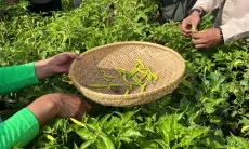 Buruan Sae di Kota Bandung Tak Sekadar Tanam Sayur, Delapan Komponen Jadi Fondasi Program