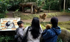 Dugaan Stres Satwa Mencuat, Geopix Minta Bandung Zoo Tak Dibuka Dulu