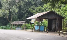 Kawasan Bukit Plangon Tergerus Pembangunan, Monyet Liar  Migrasi Hingga Perkantoran Pemkab Cirebon