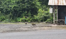 Habitat Monyet Bukit Plangon Warisan Leluhur Harus Tetap Dijaga, DPRD: Kawasan Hutan Lindung Perlu Dipertahankan