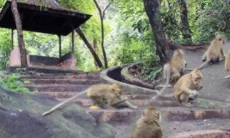 Unik! Begini Cara Memanggil Kawanan Monyet di Bukit Plangon yang Jadi Daya Tarik Wisata