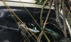 Akibat Cuaca Ekstrem, Pohon Besar Timpa Truk Pengangkut Eskrim di Bogor Timur