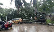 Pohon Tumbang di Kota Baru Parahyangan Timpa Mobil hingga Pemotor yang Melintas