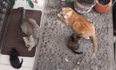Program Sterilisasi Kucing Gratis Bantu Pecinta Hewan di Cibiru