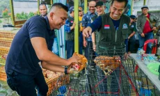 Ayam Petelur Pacu Pertumbuhan Ekonomi Warga Bogor Utara