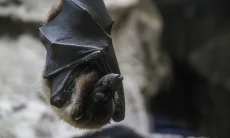 Akibat Virus Nipah, Singapura Perketat Skrining Kesehatan Bandara