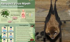 Kemenkes RI Rilis Peringatan Dini Virus Nipah, Mulai Penyebab, Gejala dan Pencegahan