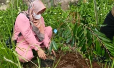 2.000 Pohon Keras dari CSR bjb Jaga Lahan Curam Lembang dari Longsor