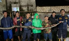 DPKP Berhasil Evakuasi Ular Sanca Sepanjang 5 Meter, Bersarang di Bawah Fondasi Rumah