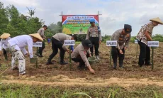 Polresta Cirebon Tanam Jagung Serentak 29 Hektare Guna Perkuat Ketahanan Pangan 2026