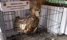 Puluhan Elang Dilindungi Korban Perdagangan Masih Jalani Rehabilitasi