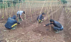 Budidaya Ubi Ungu Jadi Program Unggulan Biro SDM Polda Jabar