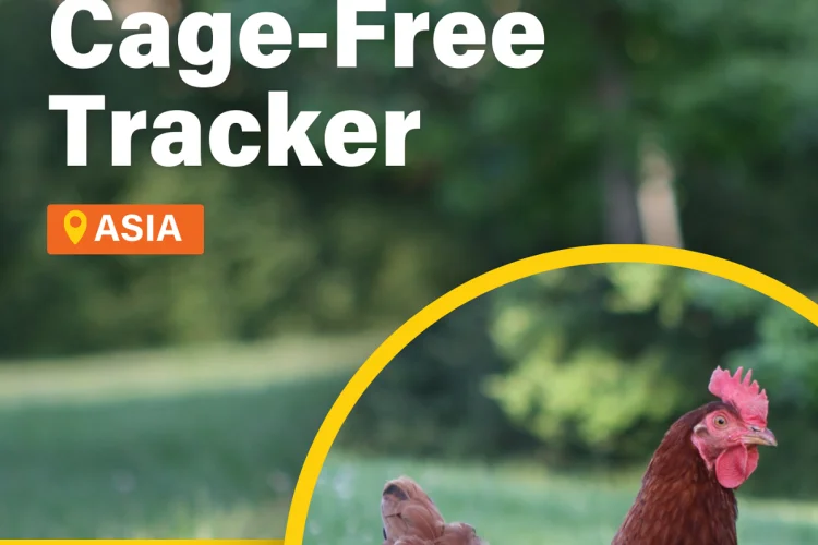 Asia Cage-Free Tracker 2025: Transparansi Perusahaan Jadi Tantangan Utama Transisi Telur Bebas Sangkar