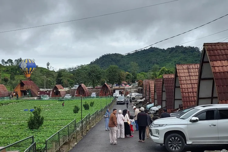 Libur Nataru dan Libur Sekolah Objek Wisata Dusun Stroberi di Rancabali Kunjungannya Naik 30 Persen