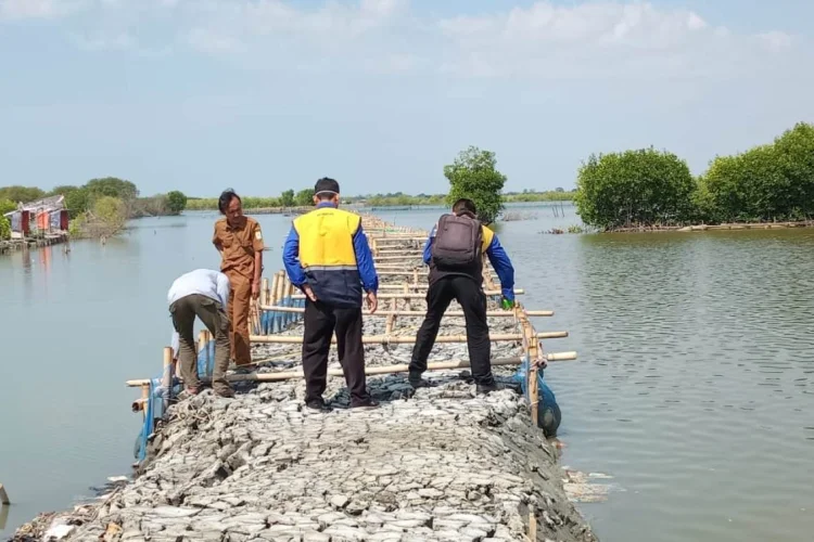 Bertahun-tahun Kuwu dan Warga Ambulu Cirebon Berjuang Hadapi Bencana Banjir Rob