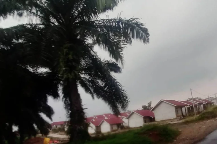 Pemkab Bogor Siap Jalankan Larangan Tanam Pohon Kelapa Sawit di Jabar