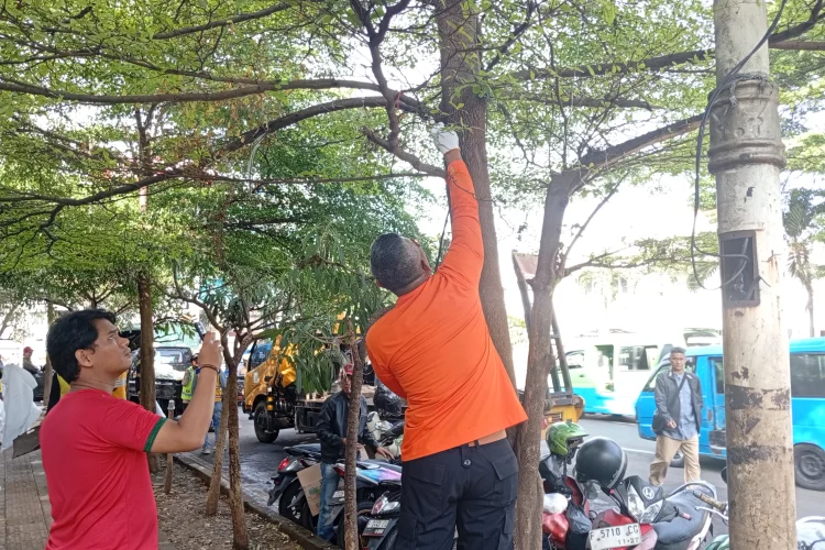 Pemkot Bogor Bersihkan Pohon dari Paku dan Tambang, Jalan Otista dan Djuanda Paling Semrawut